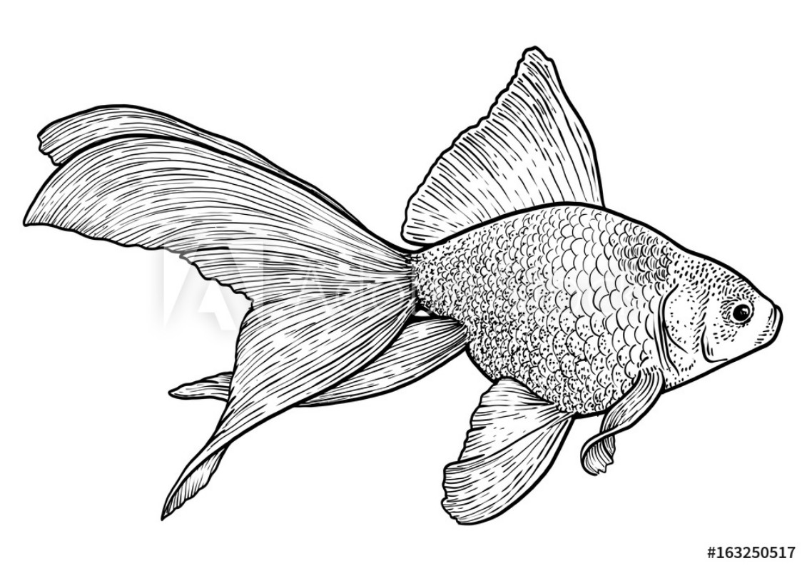Afbeeldingen van Goldfish illustration drawing engraving ink line art vector